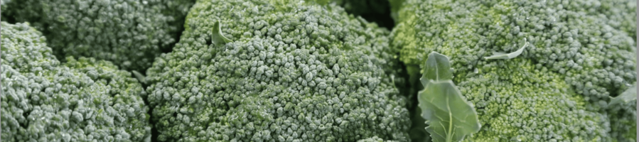 Pouliquen-negoce-export-Bretagne-Brocolis-frais-fresh-broccoli-broccoli-freschi-brecol-fresco-frischer-Brokkoli