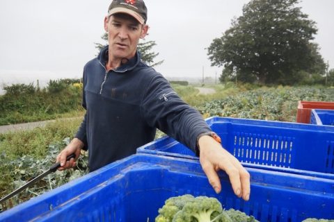 Pouliquen-negoce-export-Brocolis-frais-fresh-broccoli-broccoli-freschi-brecol-fresco-frischer-Brokkoli-Michel-LeBras-Producteur-Finistere-Bregane