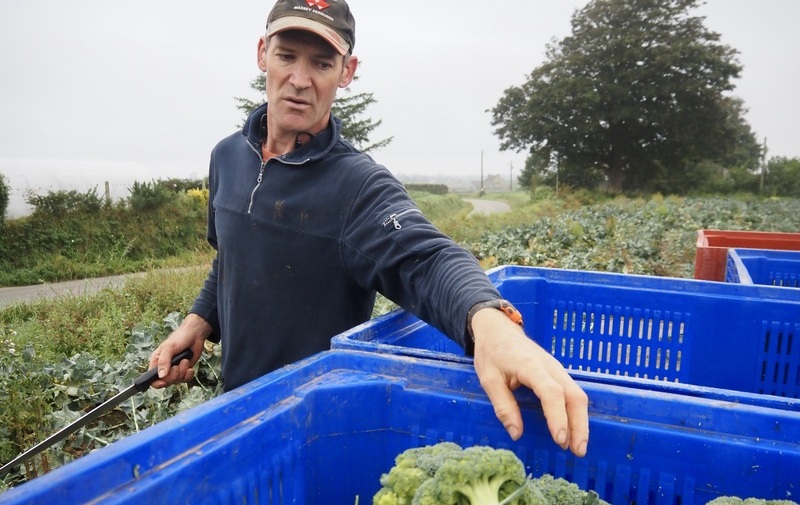 Pouliquen-negoce-export-Brocolis-frais-fresh-broccoli-broccoli-freschi-brecol-fresco-frischer-Brokkoli-Michel-LeBras-Producteur-Finistere-Bregane