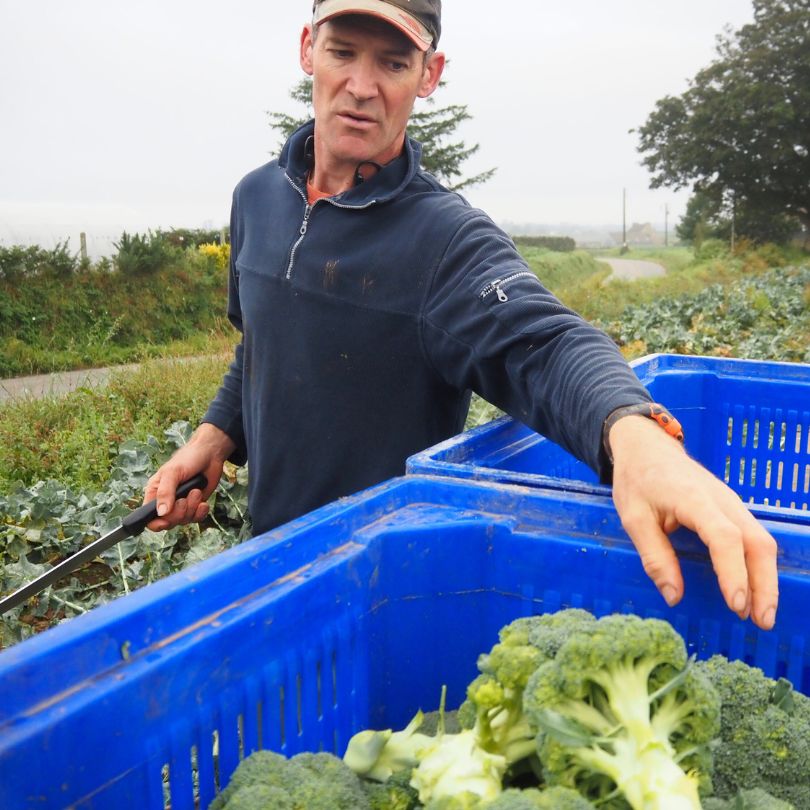 Pouliquen-negoce-export-Brocolis-frais-fresh-broccoli-broccoli-freschi-brecol-fresco-frischer-Brokkoli-Michel-LeBras-Producteur-Finistere-Bregane-septembre2024-2