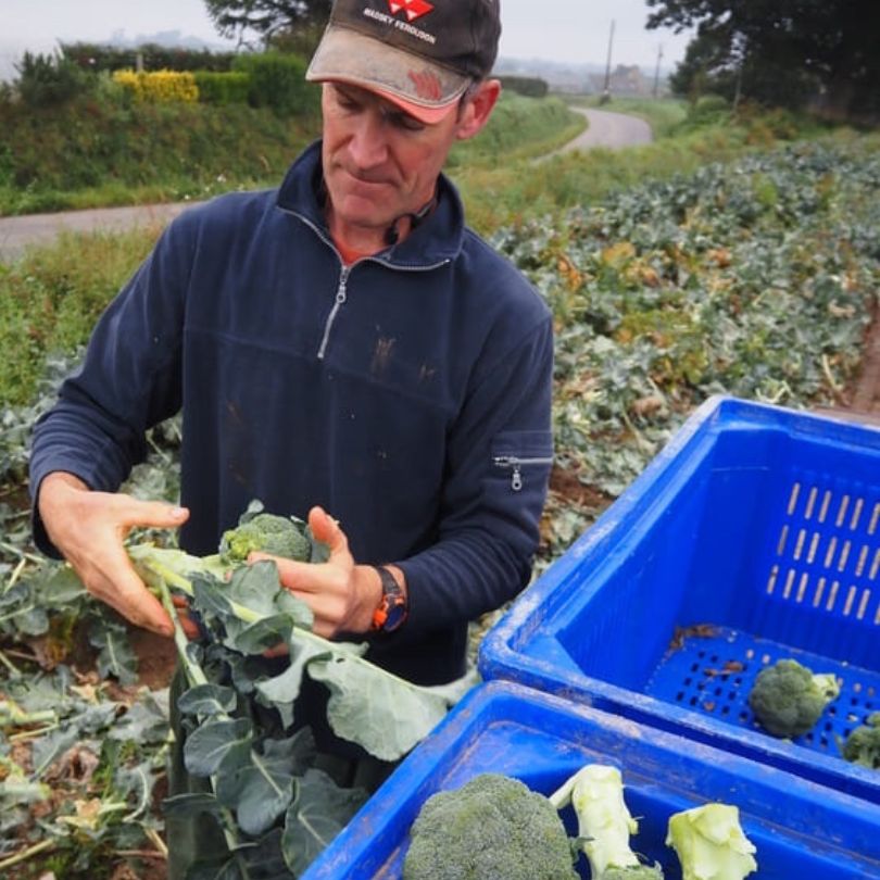 Pouliquen-negoce-export-Brocolis-frais-fresh-broccoli-broccoli-freschi-brecol-fresco-frischer-Brokkoli-Michel-LeBras-Producteur-Finistere-Bregane-septembre2024-1