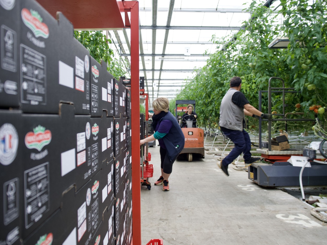 Reportage de Pouliquen dans une des serres de tomates de Guénolé Kerbrat, à Taulé (29)