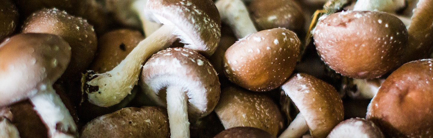 Organic Shiitake Mushrooms